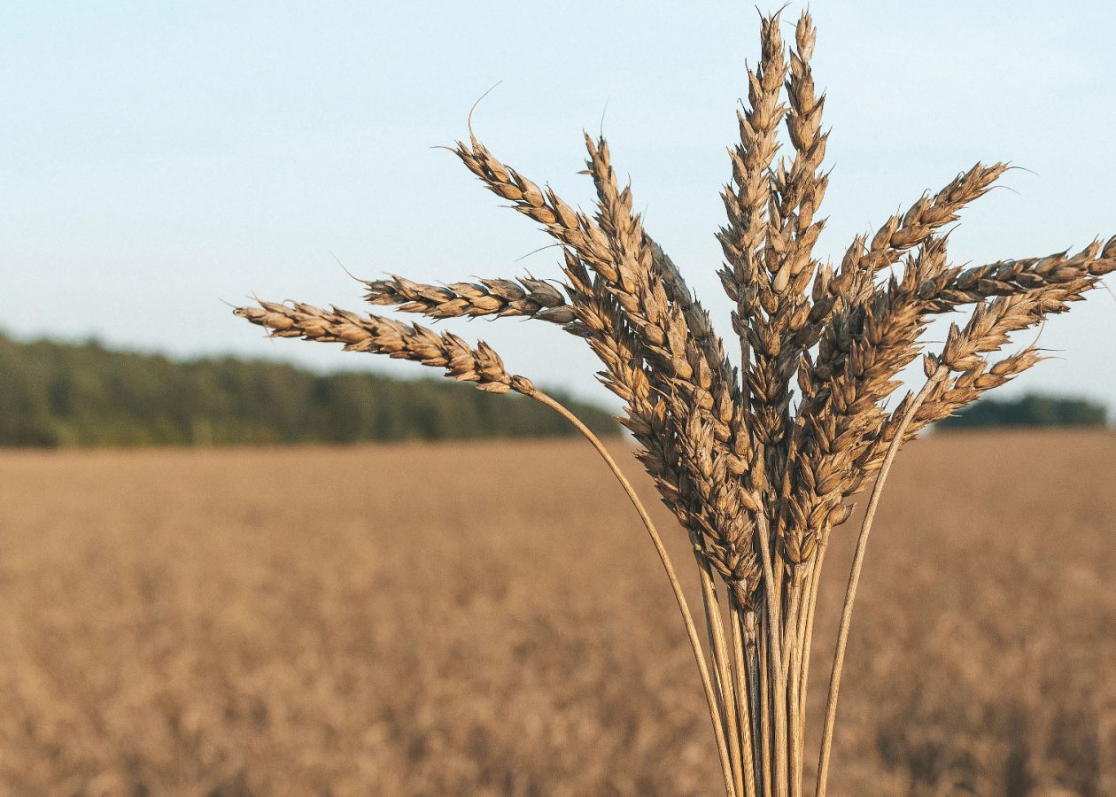Agriculture-Workhorse