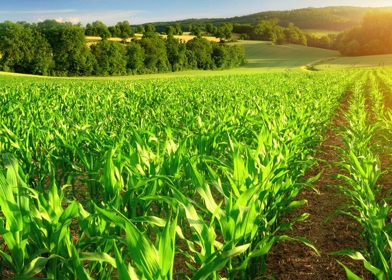 news-Farming-operation-safer
